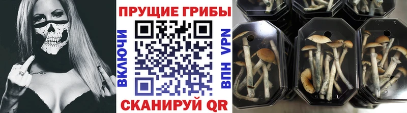 Купить  Киржач  Галлюциногенные грибы Magic Shrooms 